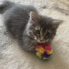 7bebe759c037348fb55f17e732432d83.png